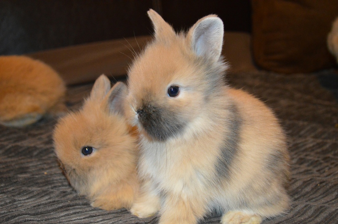 Welcome To Shady Tort Lionhead Bunnies And Rabbits Welcome